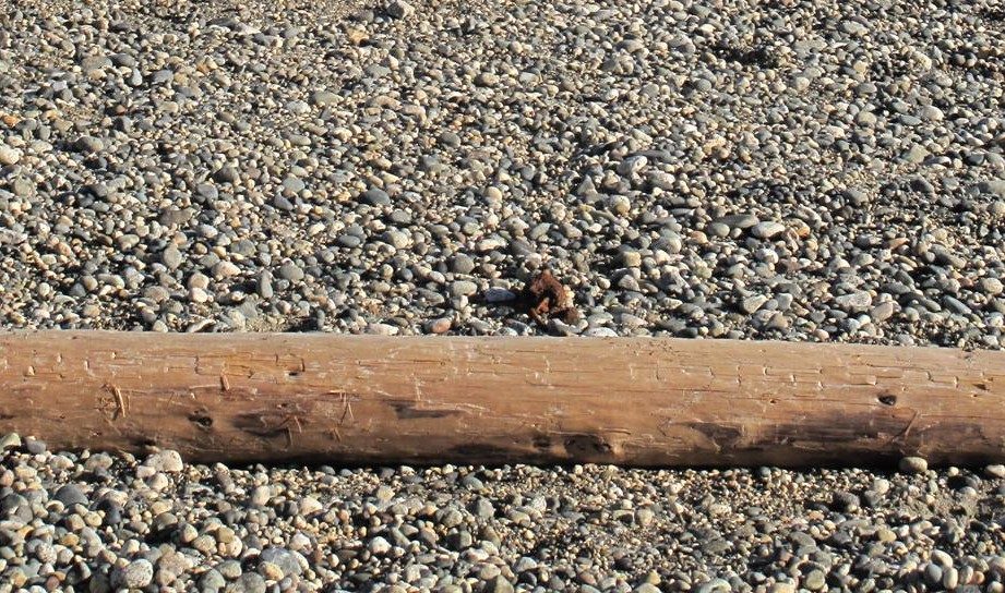 Figure: geology-beach-pebbles.jpg