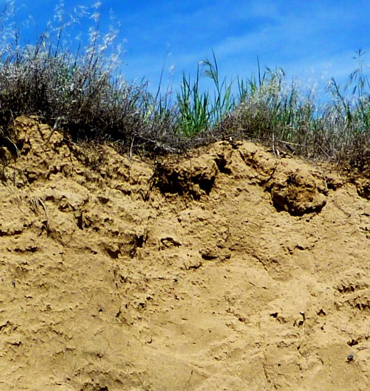Figure: geology-soil-on-loess.jpg